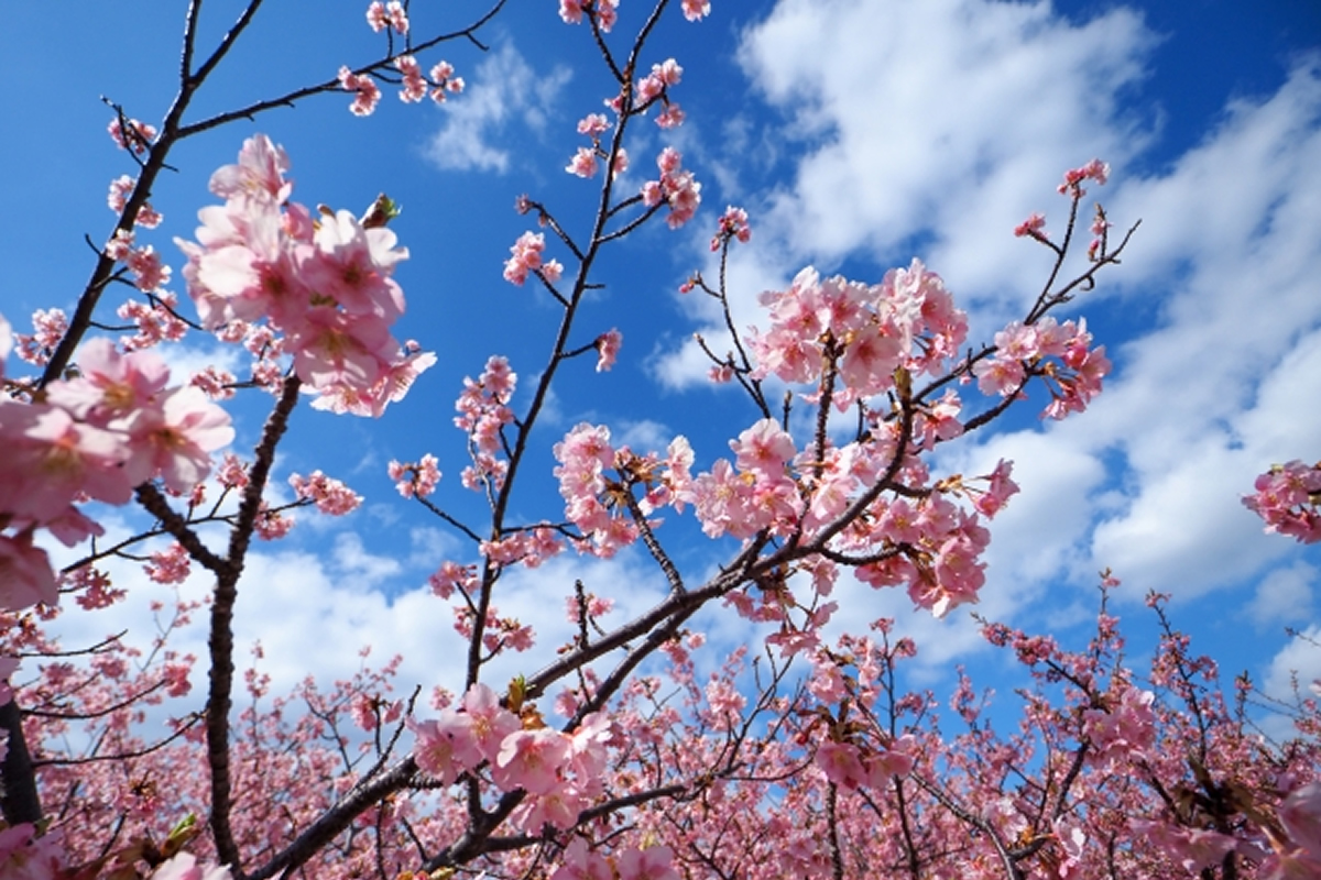 親水公園の河津桜
