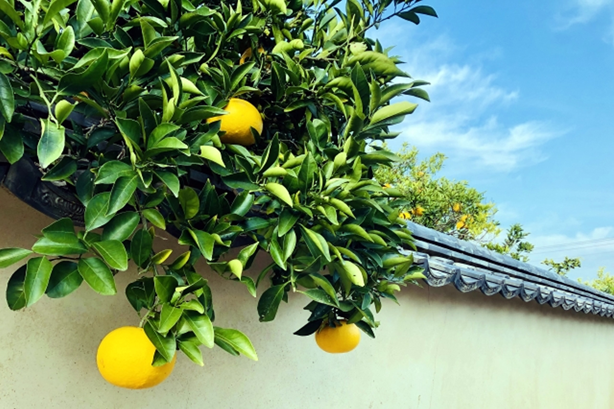 夏みかん
